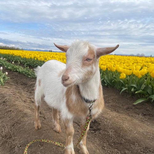 Goat it Solutions